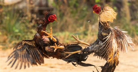 quality na manok panabong|Sabong Preparation Tips Para Masiguro Ang Panalo .